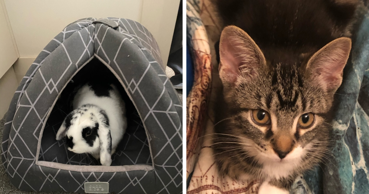 Hey Pandas, Share Your Pets Cutest Or Funniest Photo! | Bored Panda