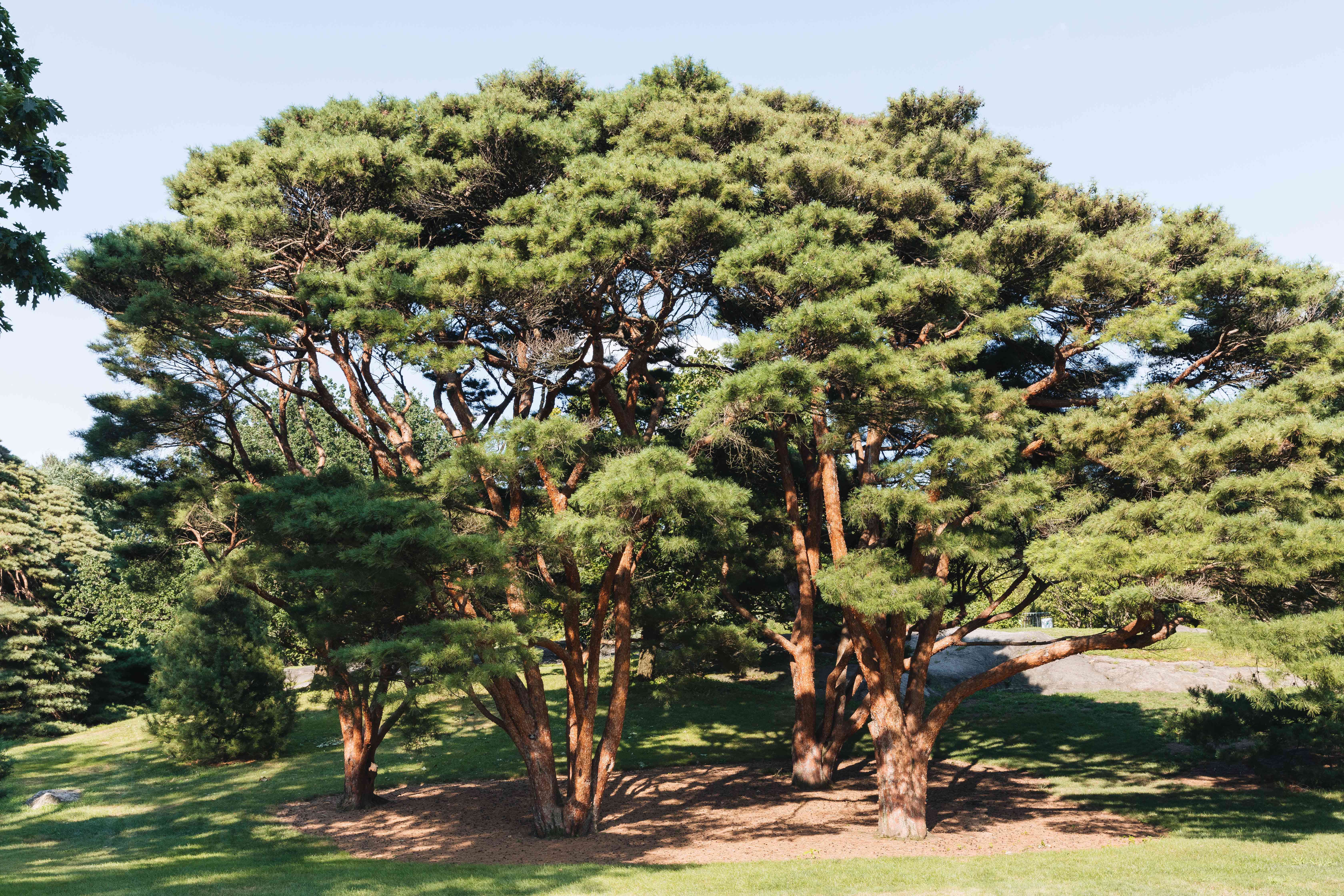 40 Types of Pine Trees With Identifying Facts
