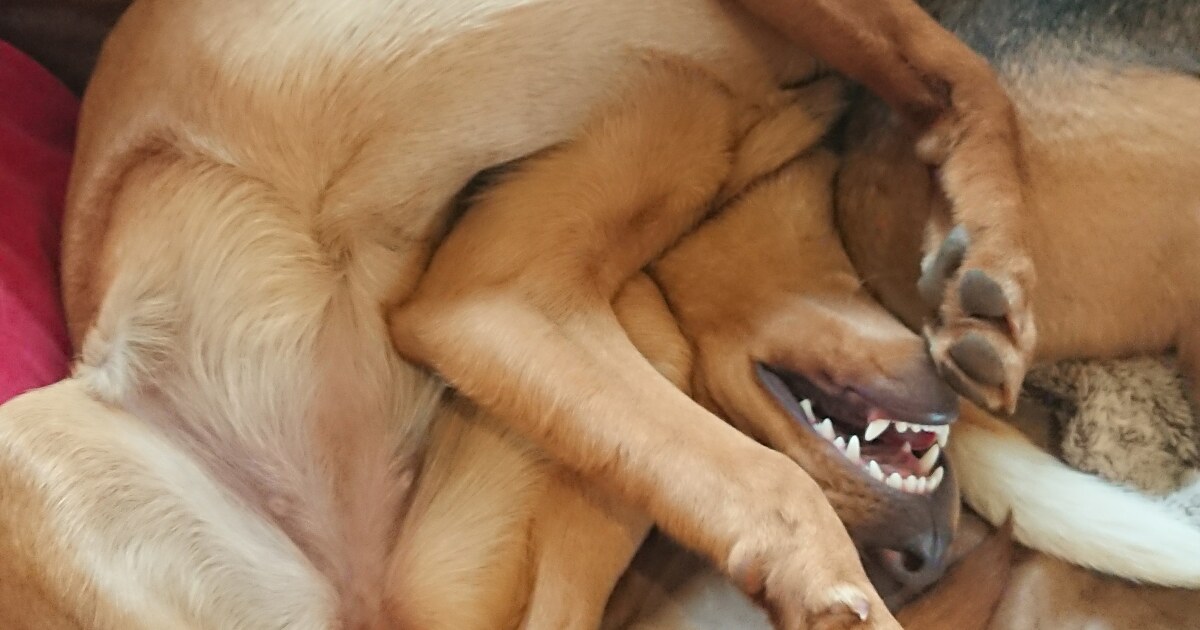 Hey Pandas, What’s Wrong With Your Dog? (Closed)