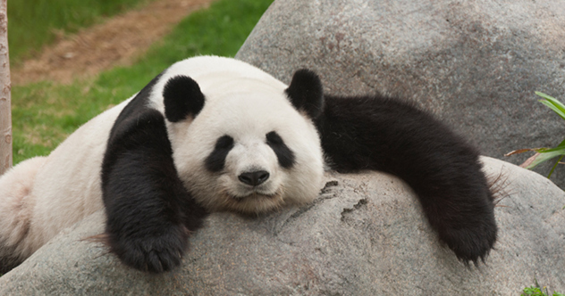 10 Harsh Animal Parenting Techniques