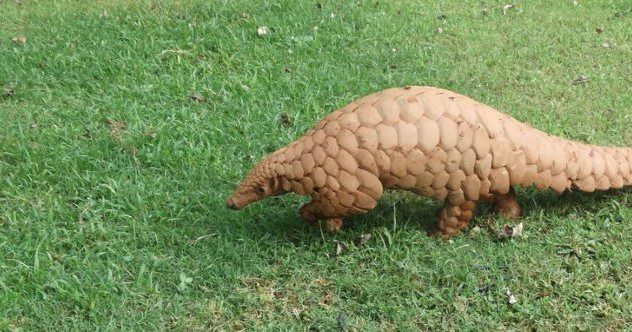 10 Animals That Are in a Class All Their Own