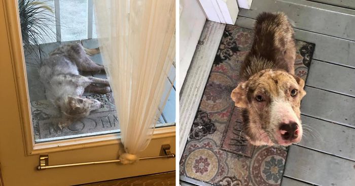 Poor Stray Dog Comes To Rest On This Family’s Porch, Refuses To Leave