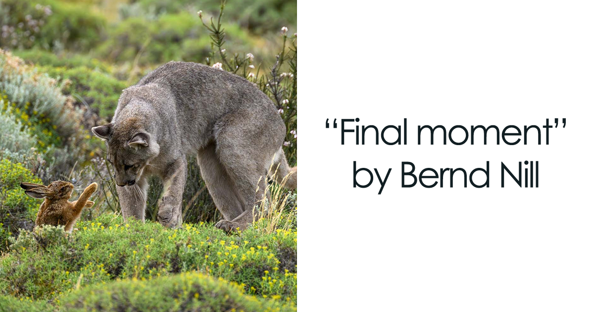 The German Society For Nature Photography Has Chosen The Best Wildlife Photographs In Europe (30 Pics)