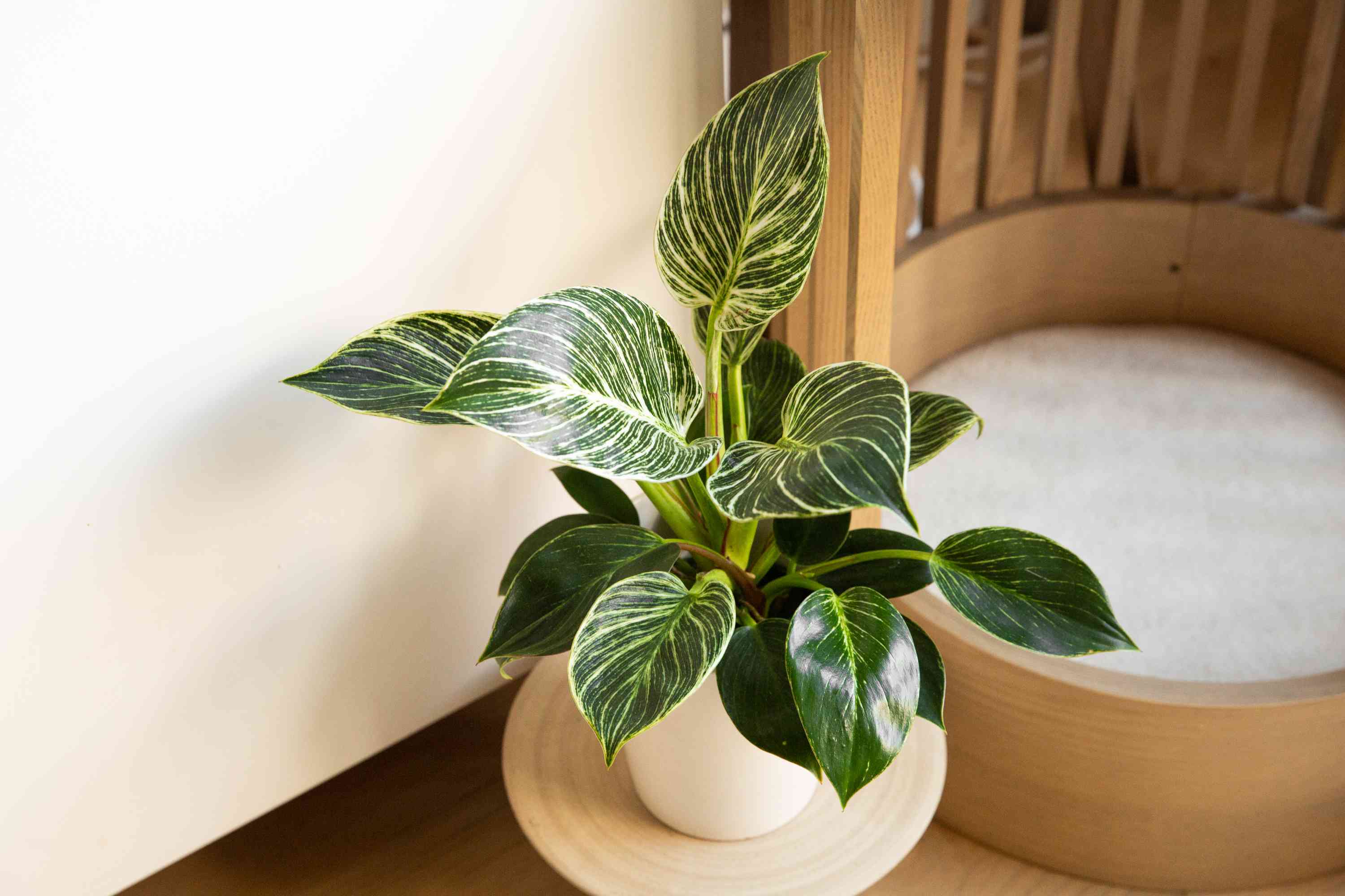 How to Grow and Care for Philodendron Birkin