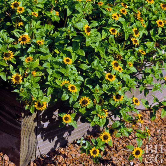 How to Plant and Grow Creeping Zinnia