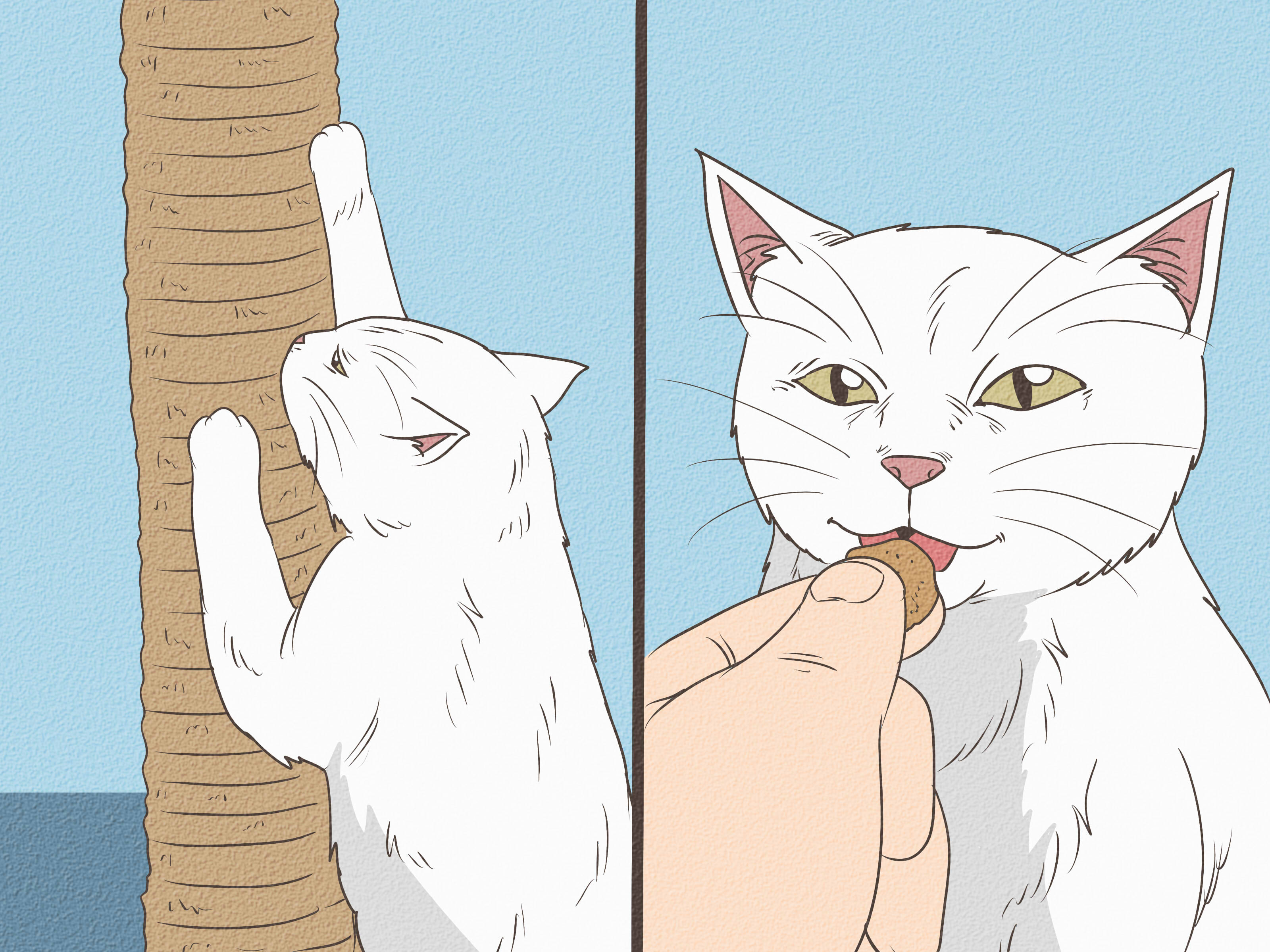 How to Discipline Your Cat or Kitten: 8 Steps