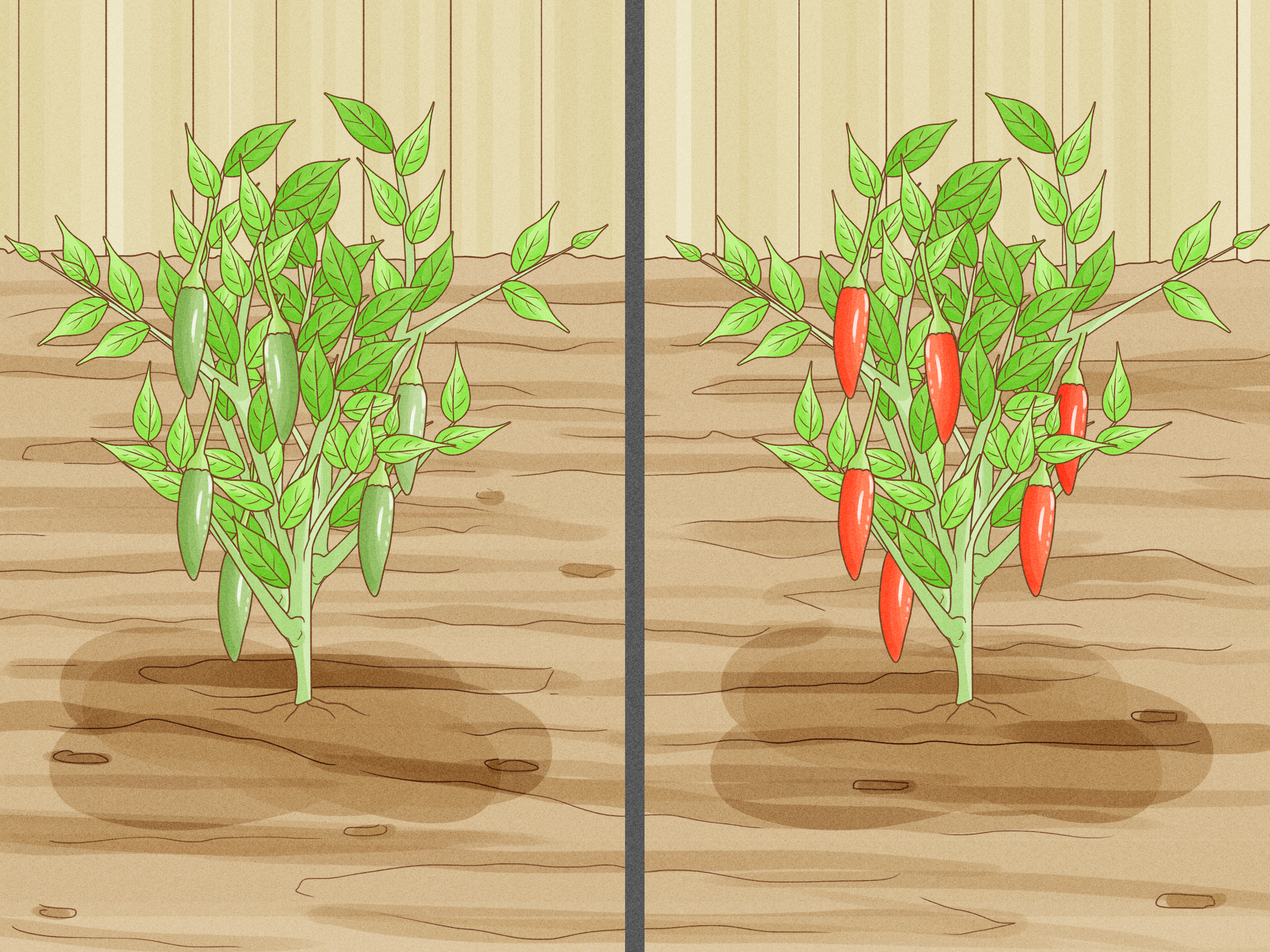 How to Grow a Chilli Plant from a Seed: Easy Instructions