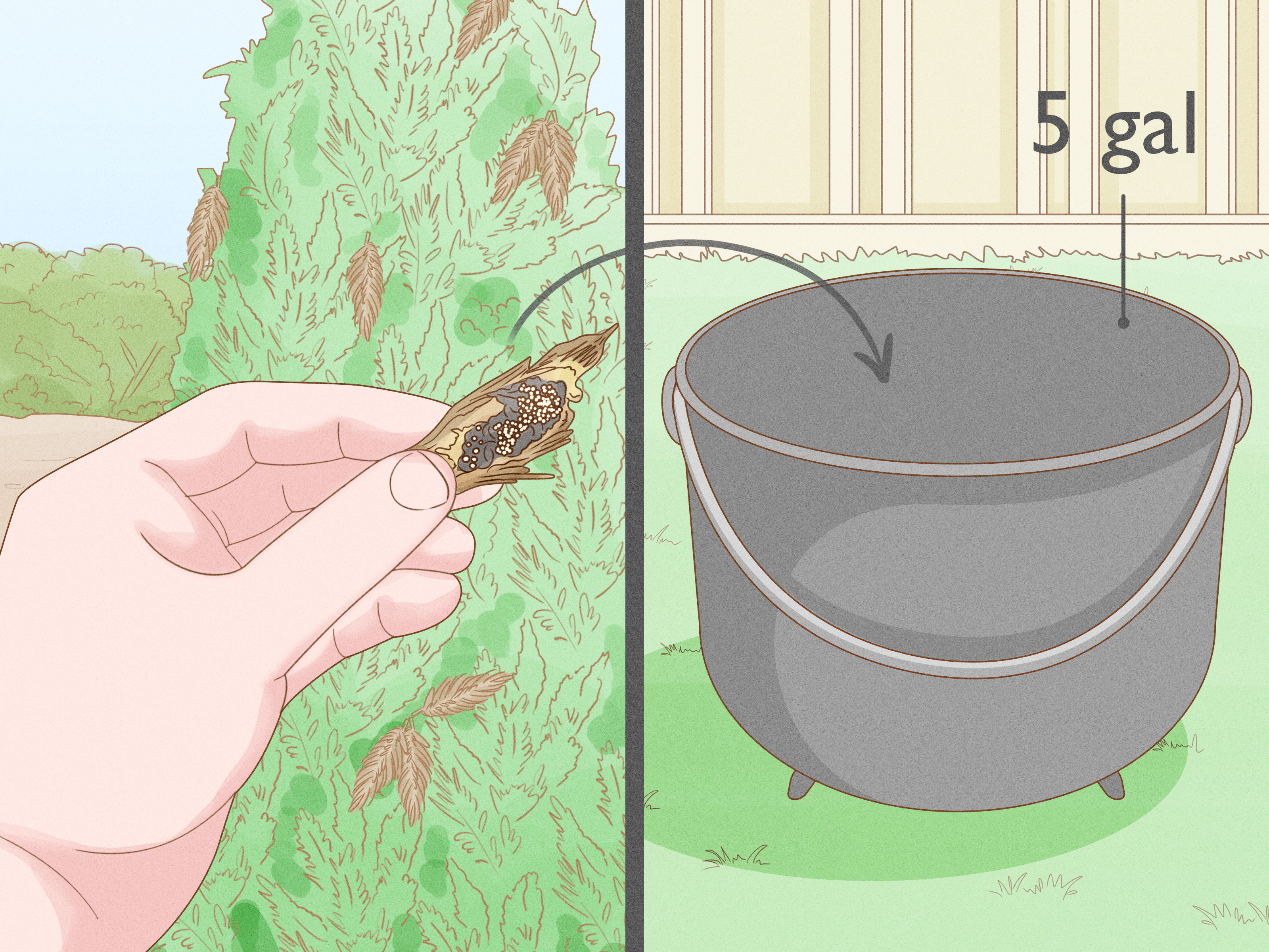 How to Plant Leyland Cypress