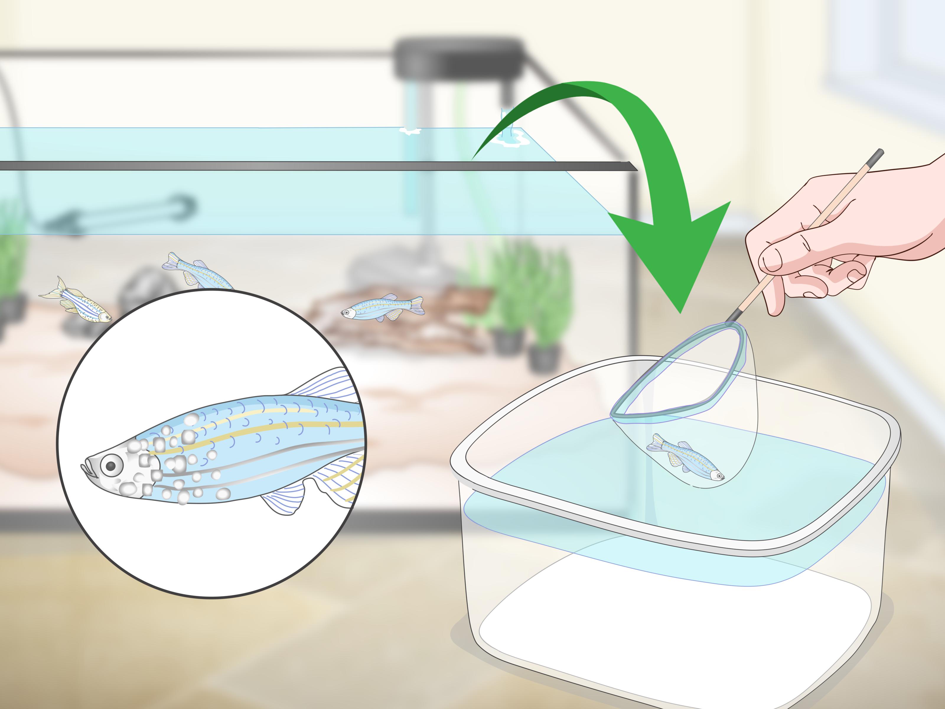 How to Take Care of Your Fish
