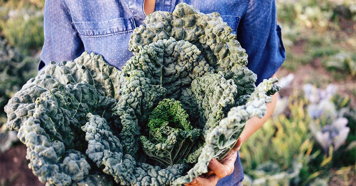 Kale: Health Benefits, Nutrition, Eating, and Risks