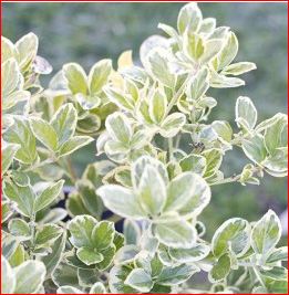 Euonymus Silver Queen