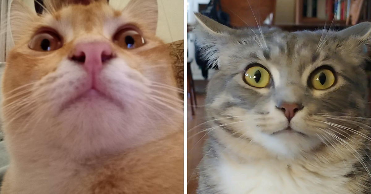 Hey Pandas, Post The Funniest Picture You Can Find Of Your Cat (Closed)