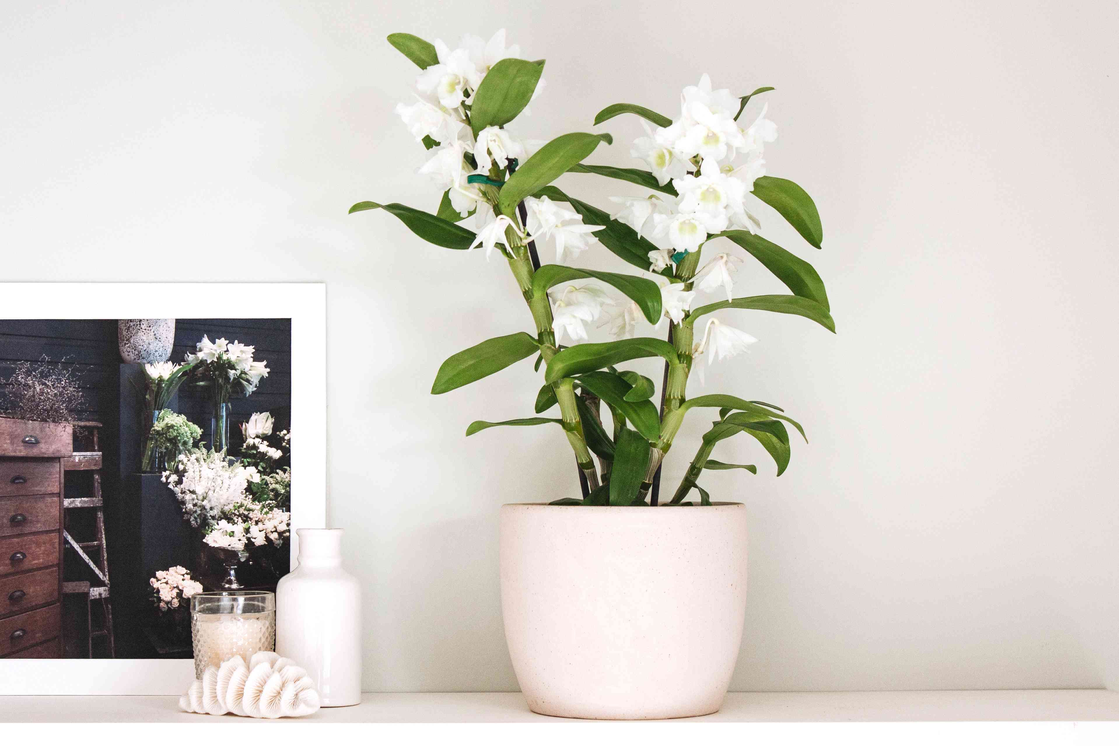How to Grow and Care for Dendrobium Orchids