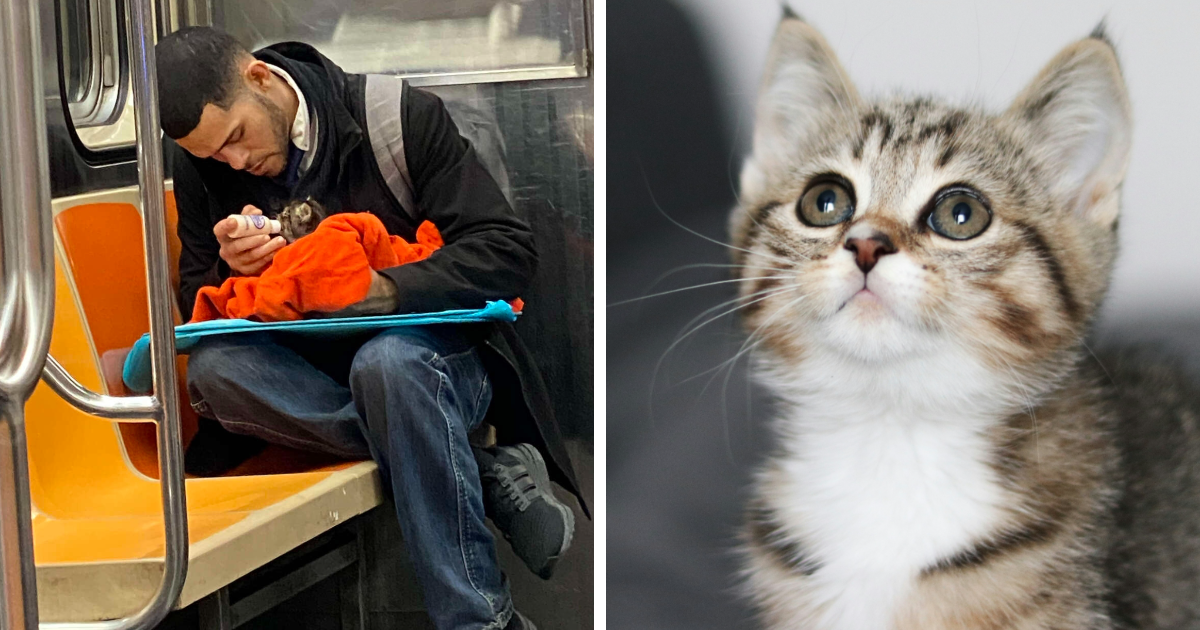 Netizens’ Hearts Melt At Sight Of Guy Bottle-Feeding Kitten On The Subway