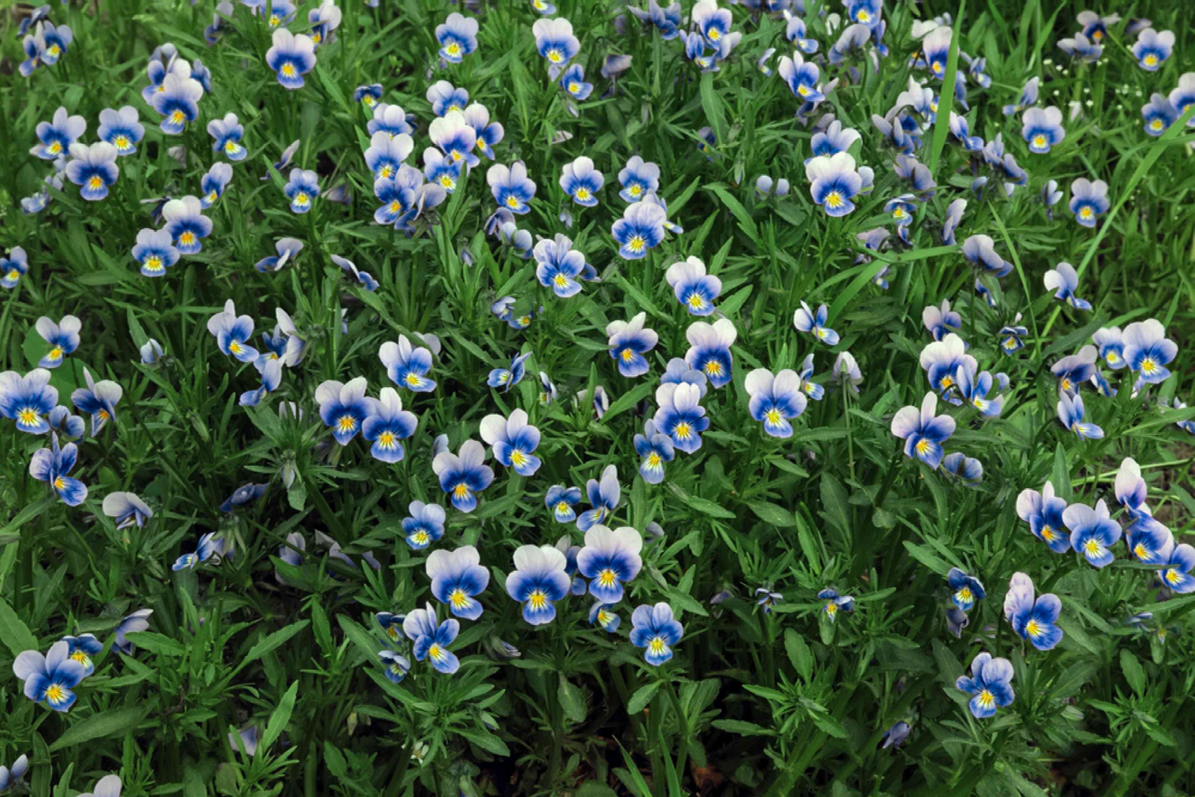 Spring Yard Cleanup Checklist for Lawns and Gardens