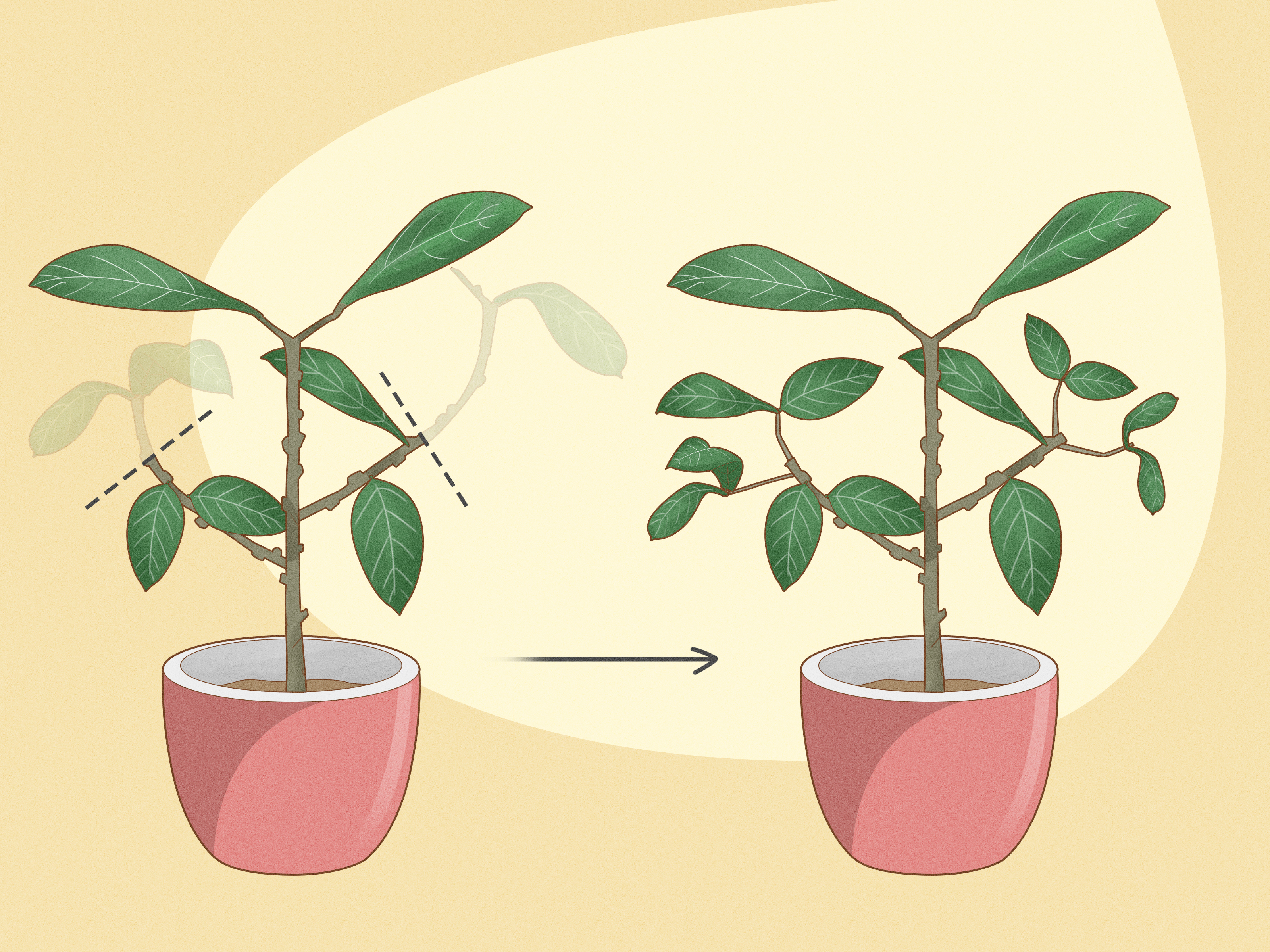 How to Prune a Rubber Plant: 12 Steps