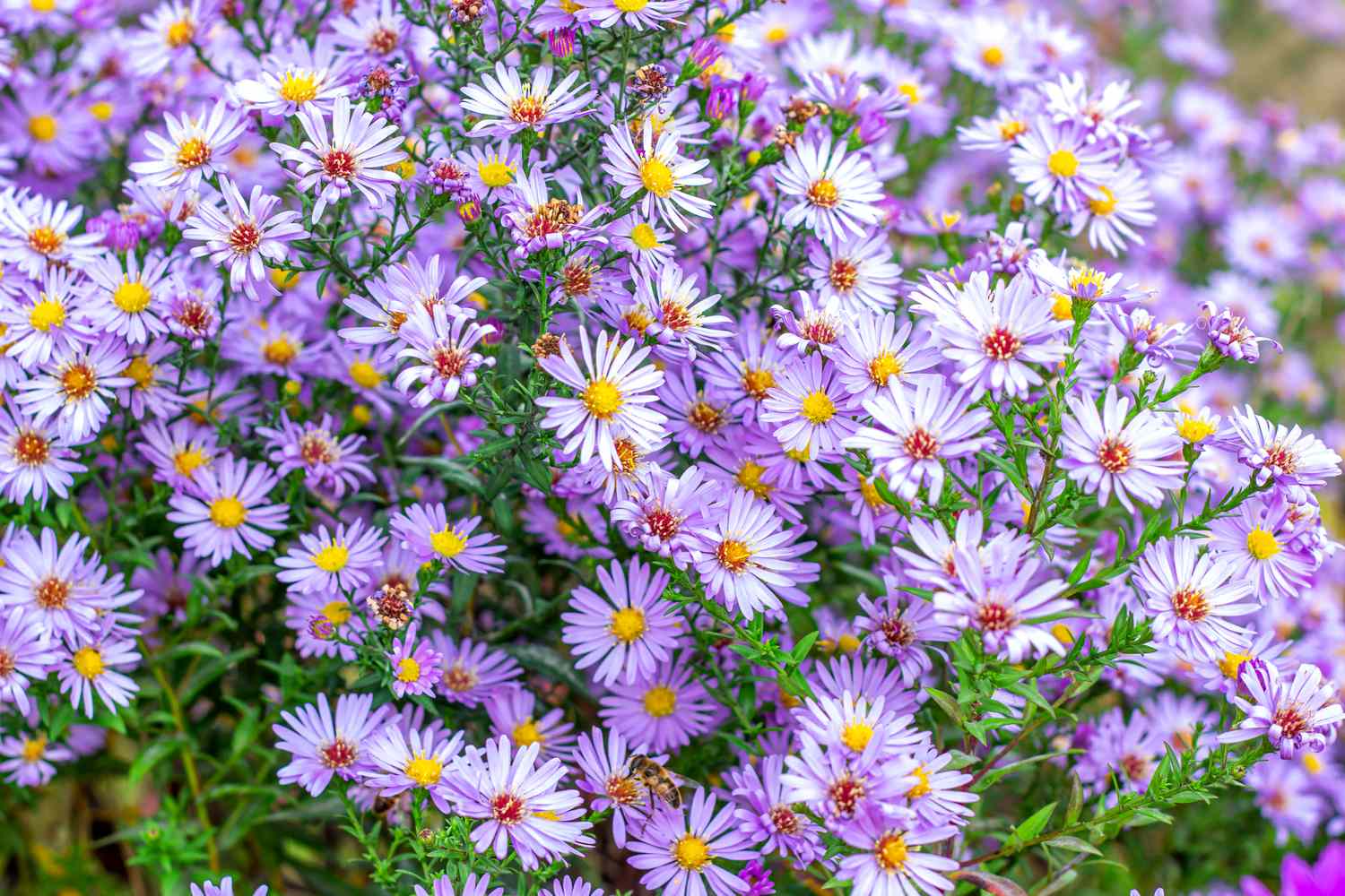 8 Low-Maintenance Perennials to Plant This Fall for the Easiest Flower Garden Ever