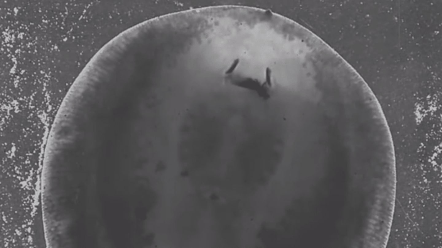 This Stingray Is One of the Few Non-Mammals That Chews Its Food