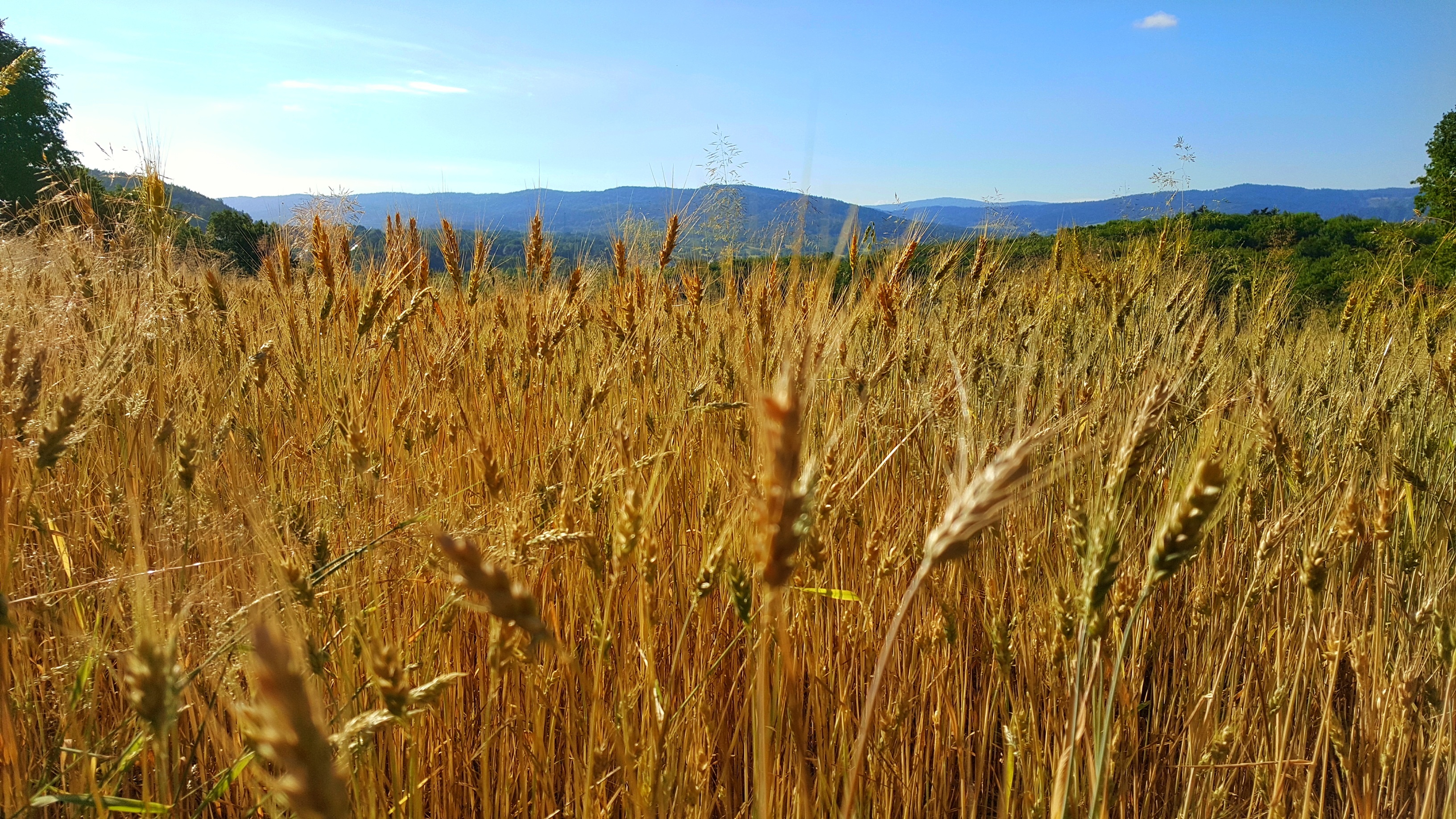Nature From Poland