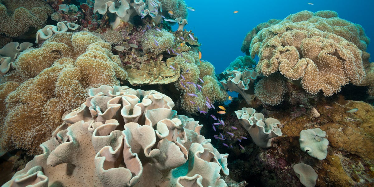 Could CRISPR Be the Key to Saving Coral?