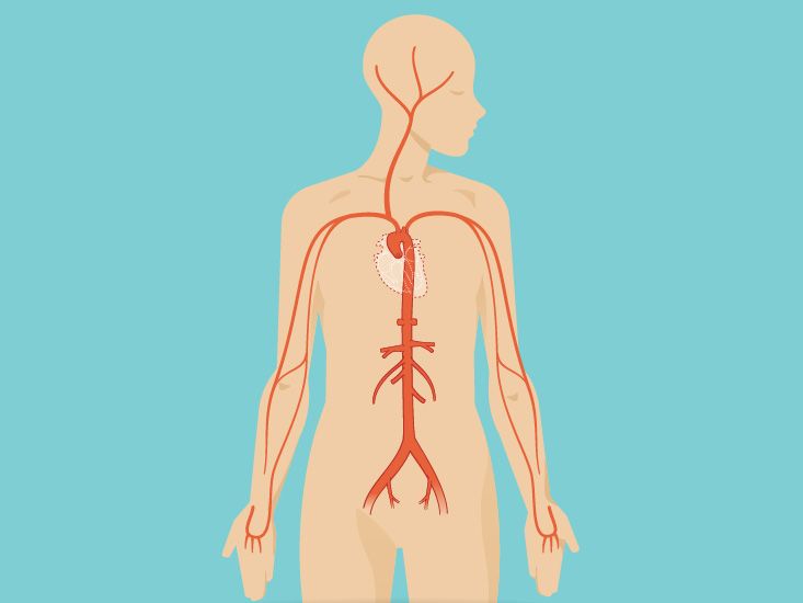 Stomach, Pancreas & Spleen Diagram & Function
