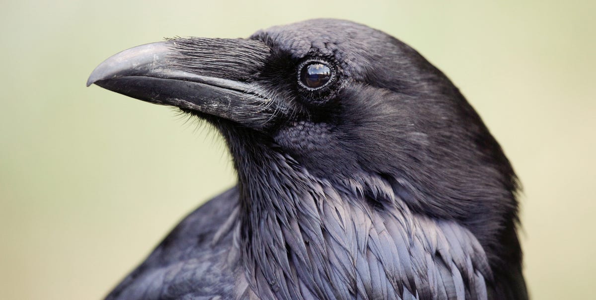 Crows Are Self-Aware Just Like Humans