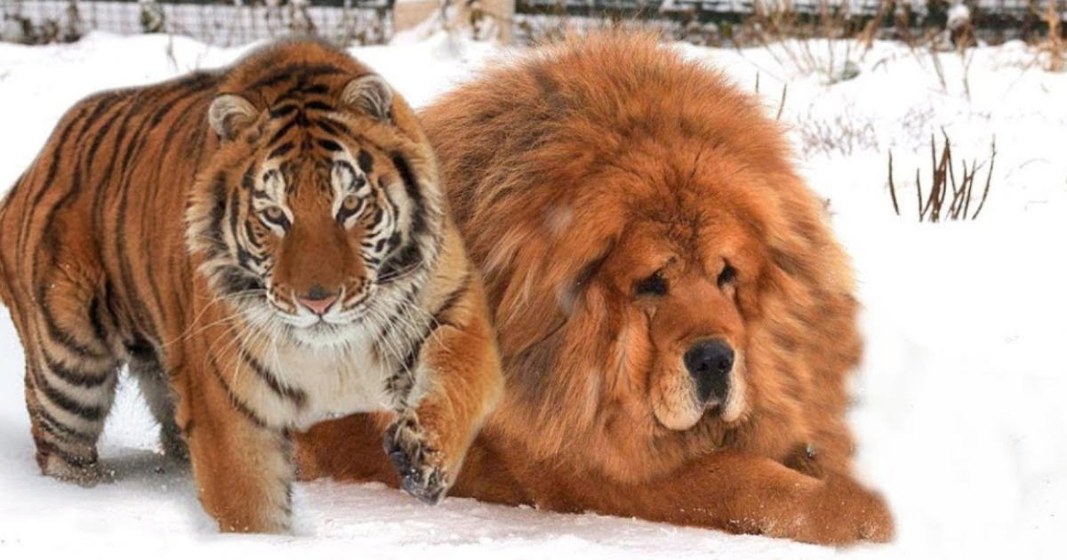 Hey Pandas, What Is The Biggest Animal You’ve Ever Seen?