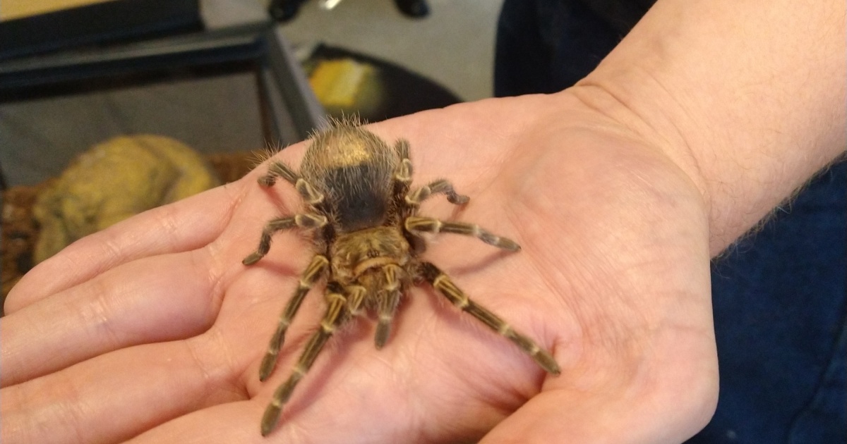 Hey Pandas, Photoshop My Spider