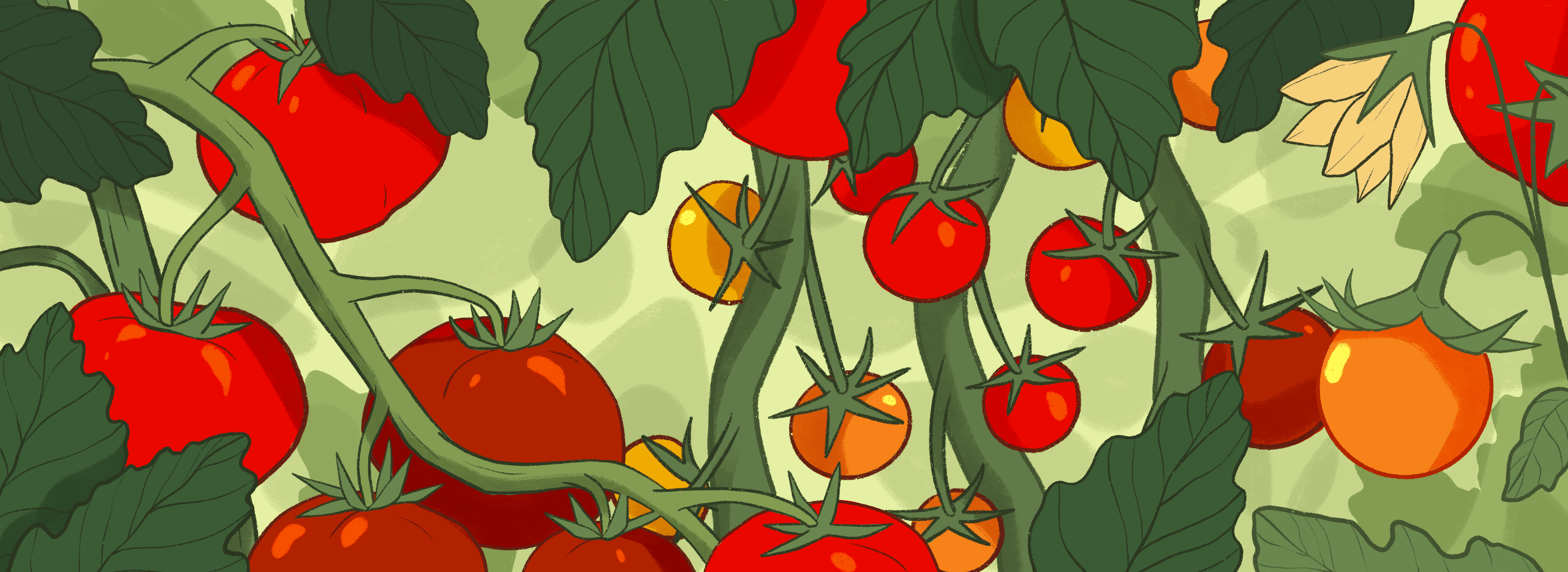 Your Go-To Guide to Growing Tomatoes From Seed Starting to Harvest