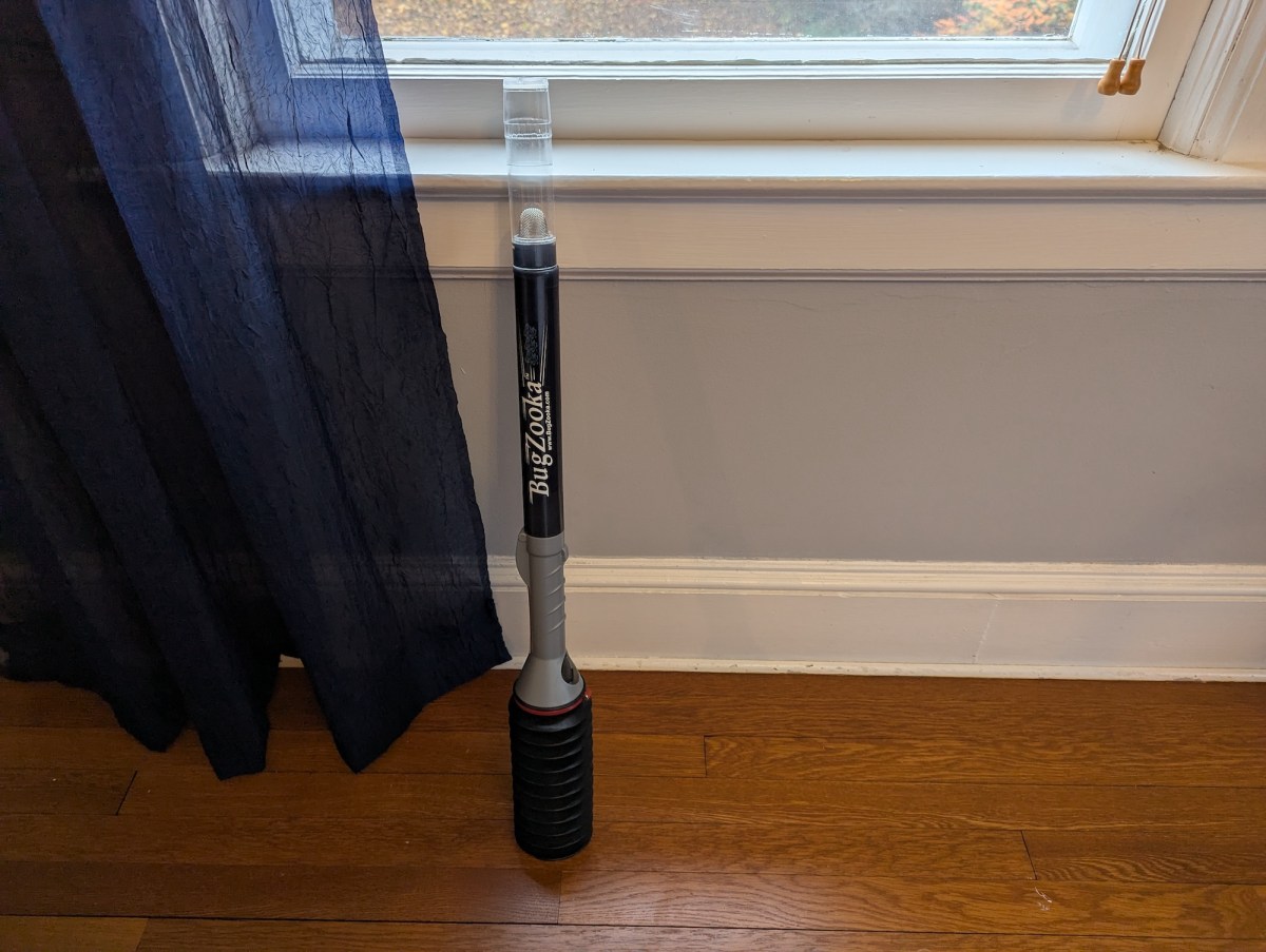 My Secret Weapon for Stink Bug Season Uses Zero Chemicals – Bob Vila