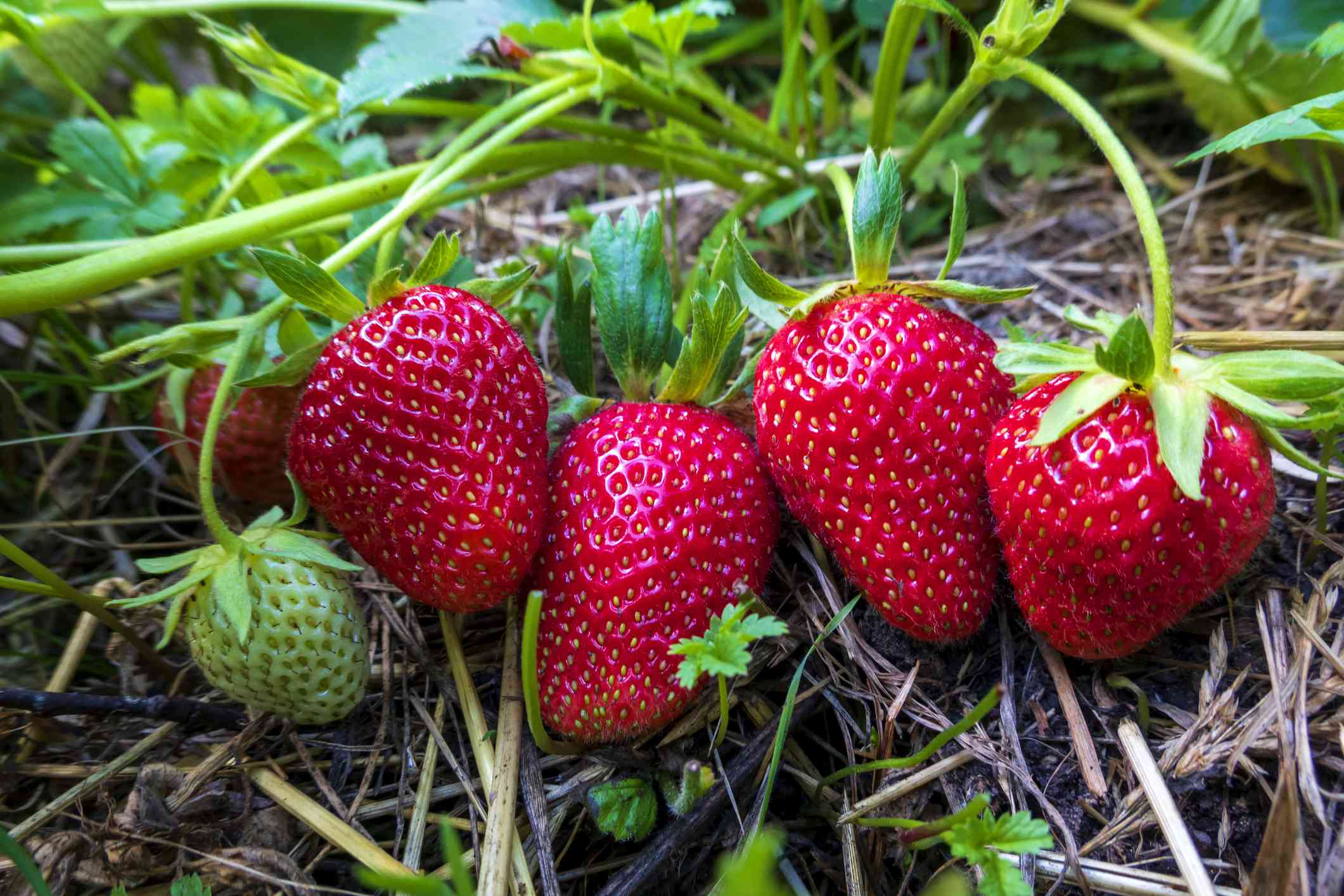 How to Winterize Strawberry Plants for a Better Spring Harvest
