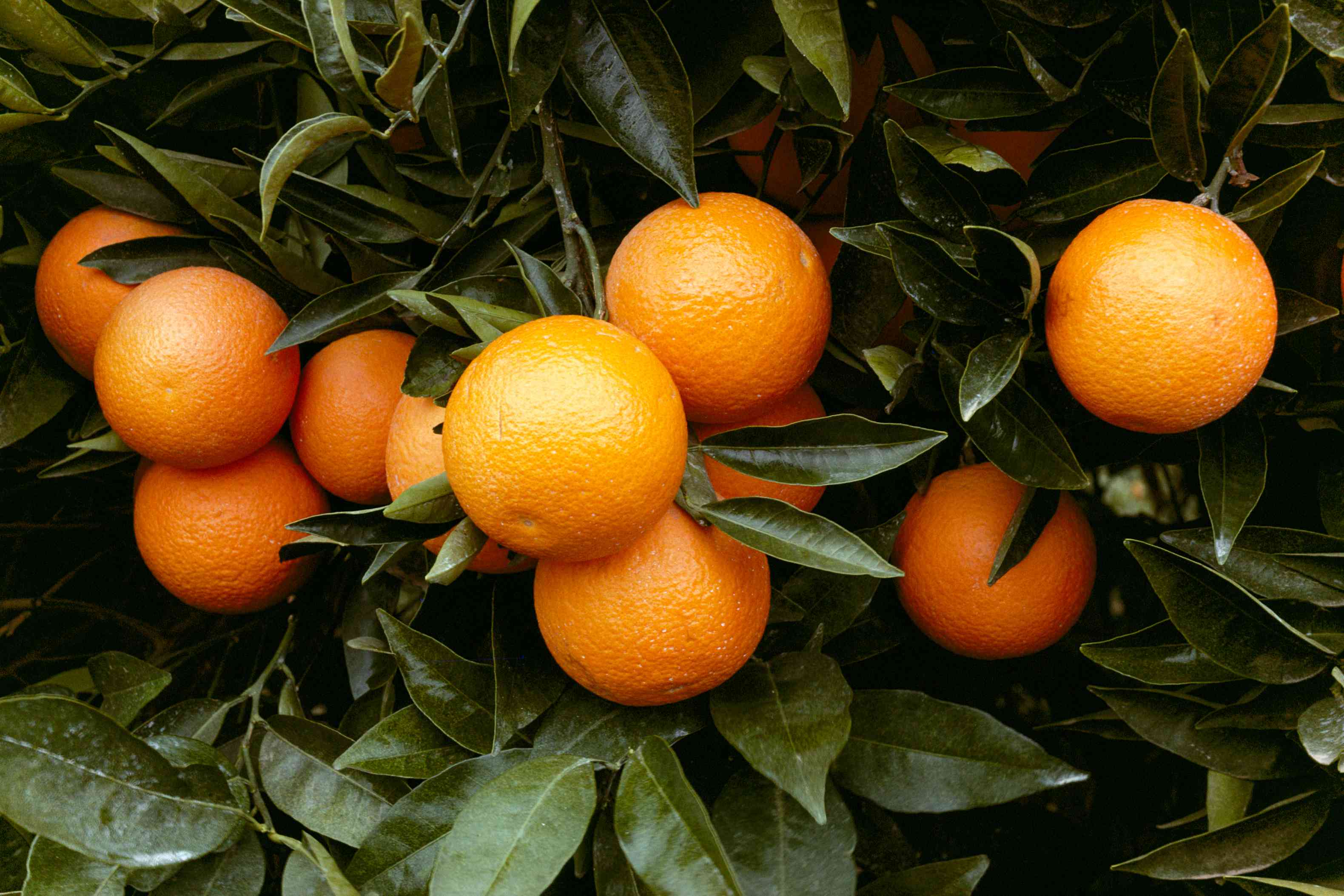 How to Grow and Care for Orange Trees