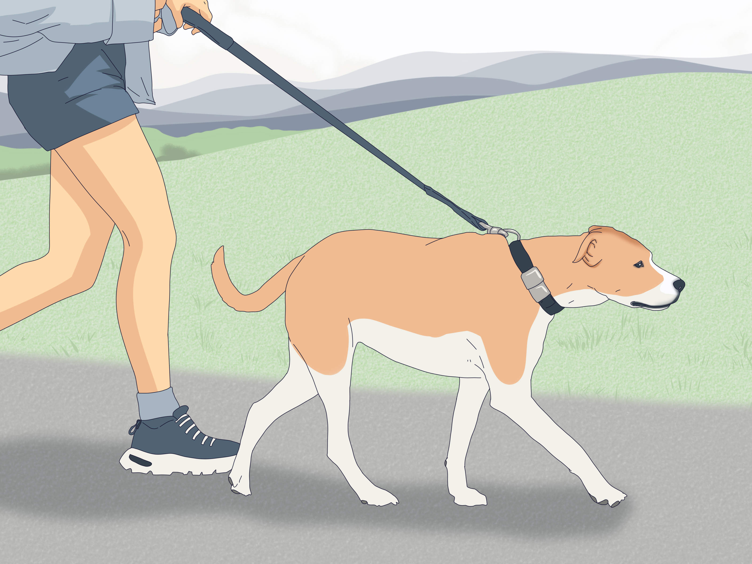 How to Stop Your Dog From Peeing on Your Bed: 10 Tips