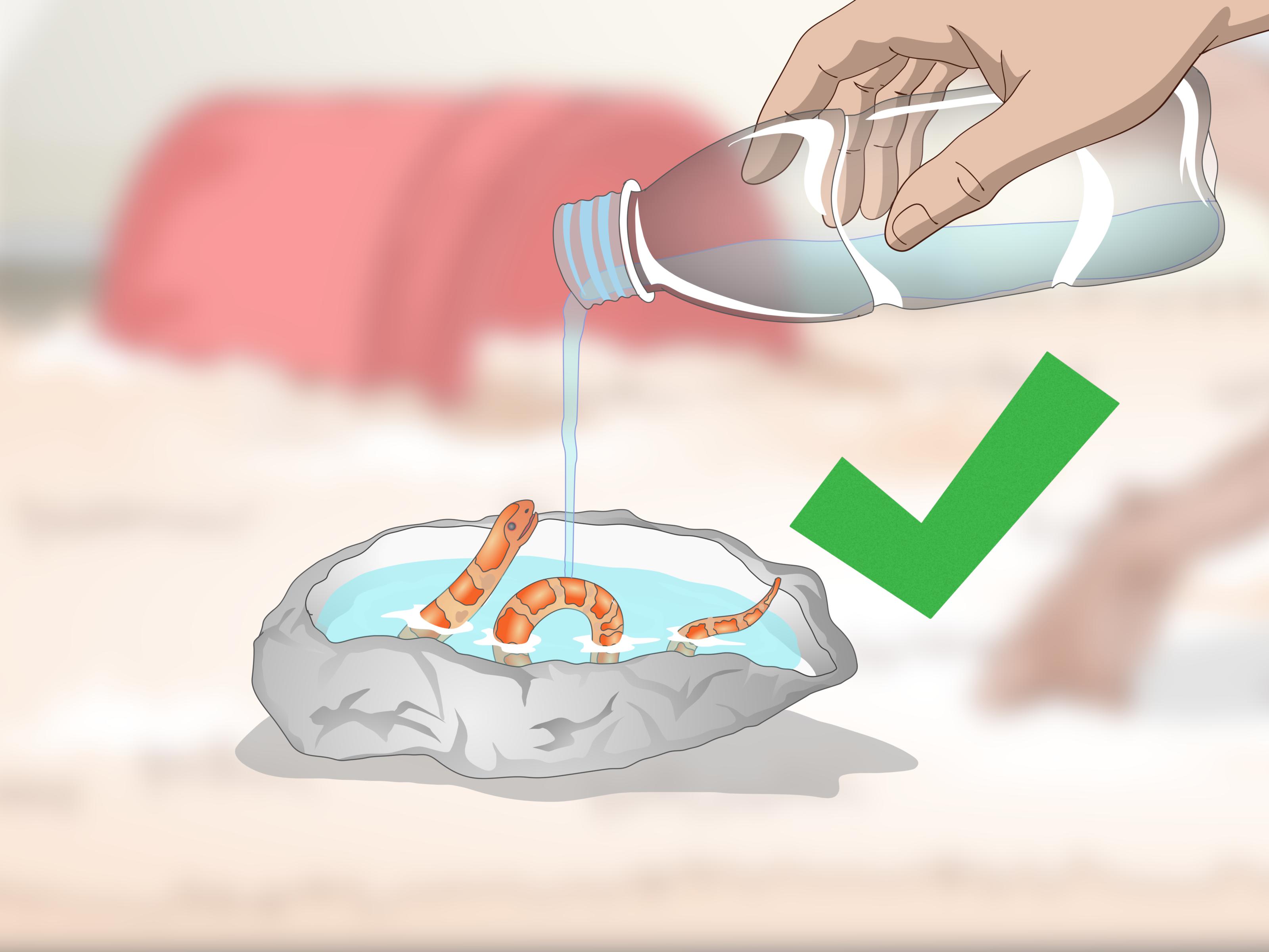 3 Ways to Create a Corn Snake Vivarium